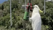 Cockatoos Feast on Radio Antenna, Douglas FM Returns to Airwaves