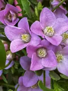 CSIRO Revela la Relación Simbiótica Entre las Boronias y una Polilla del Suroeste