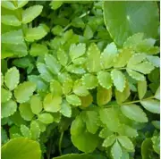 Grow Your Own Edible Water Plants: Kangkong, Water Chestnut & Lebanese Watercress