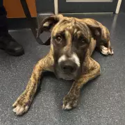 Heathridge Woman Convicted for Puppy Abuse: Prince the Dog in Foster Care Recovery