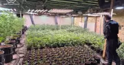 New Lambton Warehouse Cannabis Bust: Arrest in Newton Street Raid