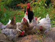 Perth Council Proposes New Limits on Backyard Chickens, Sparking Debate