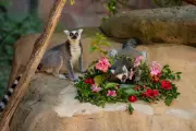 Perth Zoo Lemurs Celebrate Valentine's Day with Romantic Feast