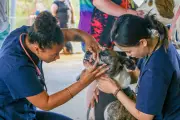 RSPCA WA Hosts Free Pet Care Day in Greenfields Amid High Cruelty Reports