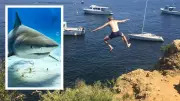 Shark Warning Issued for Swan River After Bull Shark Detections Surge