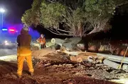 South Australia's Scorching Summer Causes Surge in Fallen Tree Incidents