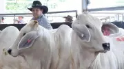 Townsville Brahman Sale: $130K Grey & $90K Red Top Big Country Auction