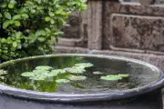 Transform Your Garden with a Simple Pond and Water Lilies: A Step-by-Step Guide