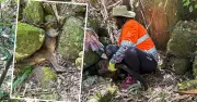 Wallaby Rescue Operation Saves Marsupials from Lake Macquarie Bushland