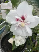 Why Hibiscus Syriacus Remains a Perfect Garden Choice and How to Grow It