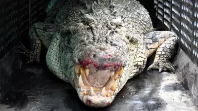 AI Cameras Deployed in Queensland to Spot Crocodiles in World-First Trial