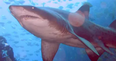 Community Outrage Erupts After Grey Nurse Shark Death at Terrigal Haven