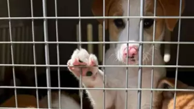 Exodus from UAE Sees Pets Abandoned as Expats Flee Regional Conflict