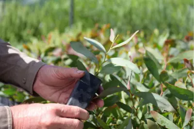 Fire-Wise Planting Initiative Aids Communities in Bushfire Preparedness