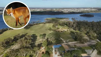 Fox Culling Doubled in Yellagonga Park to Protect Native Wildlife from Extinction Threat