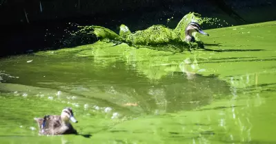 Green Substance Closes Parts of Lake Burley Griffin to Swimmers Amid Algae Concerns
