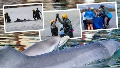 Iconic Mandurah Dolphin Nicky and Calf Rescued from Notorious Stranding Site