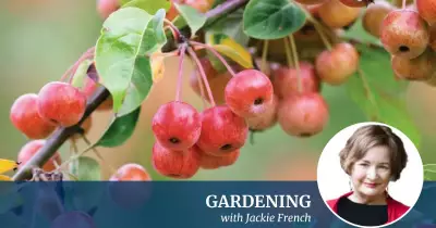 Jackie French's Expert Guide to Thriving Winter Crops in Your Home Garden