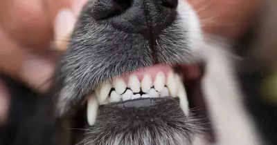 Man Jailed for Bizarre 'Dead Dog' Delusion Attack on Shopper