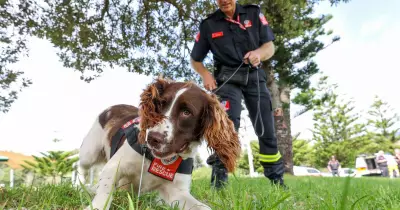 Meet Garvey: The Elite Arson-Sniffing Dog Solving Fire Mysteries