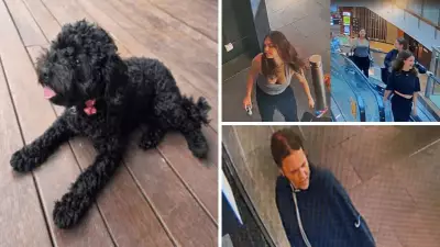 Melbourne Puppy Stolen Outside Shopping Plaza, Owner Devastated