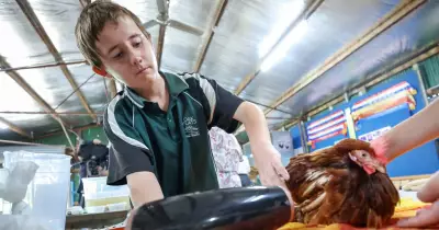 Oak Flats High School Chickens Receive Special Care for Easter Show