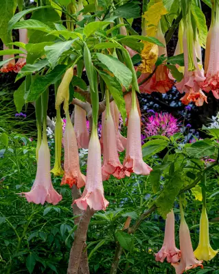 Perth Influencer's Poisonous Flower Wedding Scare Goes Viral