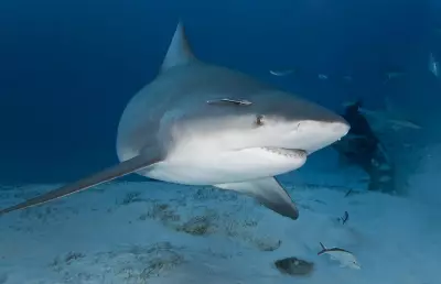 Shark Warning Issued at Claytons Beach After Alert System Failure