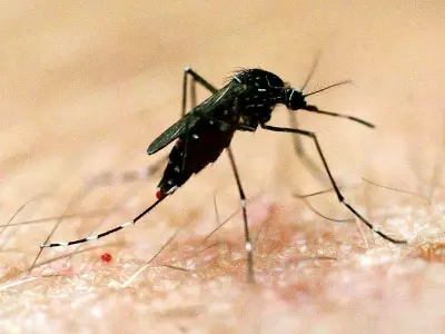 South Australia's Wet Weekend Sparks Major Mosquito Surge and Disease Risk