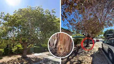 South Perth Mature Tree Possibly Poisoned with Drill Holes Found at Base