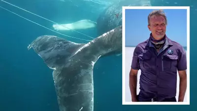 WA Whale Rescue: The Whale Whisperers Saving Giant Endangered Titans