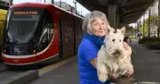 ACT Government Considers Allowing Pets on Public Transport Services