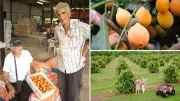 Australia's First Commercial Achacha Fruit Plantation Listed for $5 Million