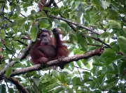 Borneo's New Safari Thrives in Timber Plantation, Redefining Conservation