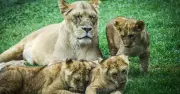 Canberra Zoo's Lion Cubs Spark Hope for Vulnerable Species Conservation