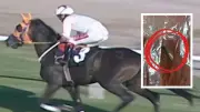 Champion Racehorse Slaughtered and Served in Soup Kitchen, Microchip Discovery Sparks Outrage