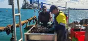 Cockburn Sound's Marine Ecosystem Revived Through Mussel Aquafarming Project