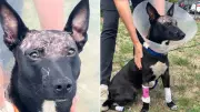 Dog Brutally Attacked with Hatchet in Adelaide Hills, RSPCA Seeks Public Help