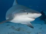 Foil Boarder Unharmed in Shark Attack Off Exmouth's Wobiri Beach