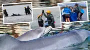 Iconic Mandurah Dolphin Nicky and Calf Rescued from Notorious Stranding Site