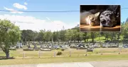 Kiama Council Proposes New Ban on Animal Remains in Local Cemeteries