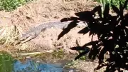 Large Crocodile Snatches Pet Dog from Popular Creek Near Port Douglas