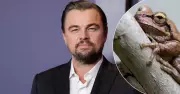 Leonardo DiCaprio Backs Campaign to Protect Littlejohn's Tree Frog from Hunter Transmission Project