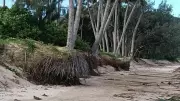 Magnetic Island's Iconic Palm Trees Face Collapse Due to Severe Beach Erosion