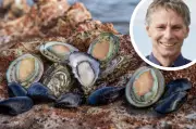 Major KI Abalone Farm Shuts Down After $10 Million Algal Bloom Crisis