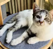 Perth Animal Rescue Hosts Cat Adoption Day to Rehome Stray Felines