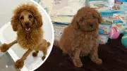 Perth Cavoodle Tooshie's Milestone: First Unaided Poo After Rare Condition