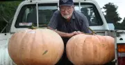 Peters' 58kg Giant Pumpkin Triumphs at Robertson Show