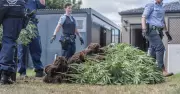 Police Raid Uncovers $650,000 in Cannabis Plants in Hunter Property