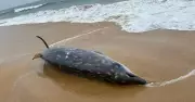 Rare Deep-Sea Whale Washes Up Dead on Stockton Beach, Sparks Urgent Research